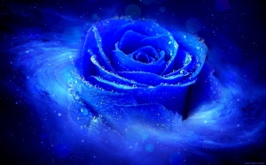 trandafiri_albastru_roua